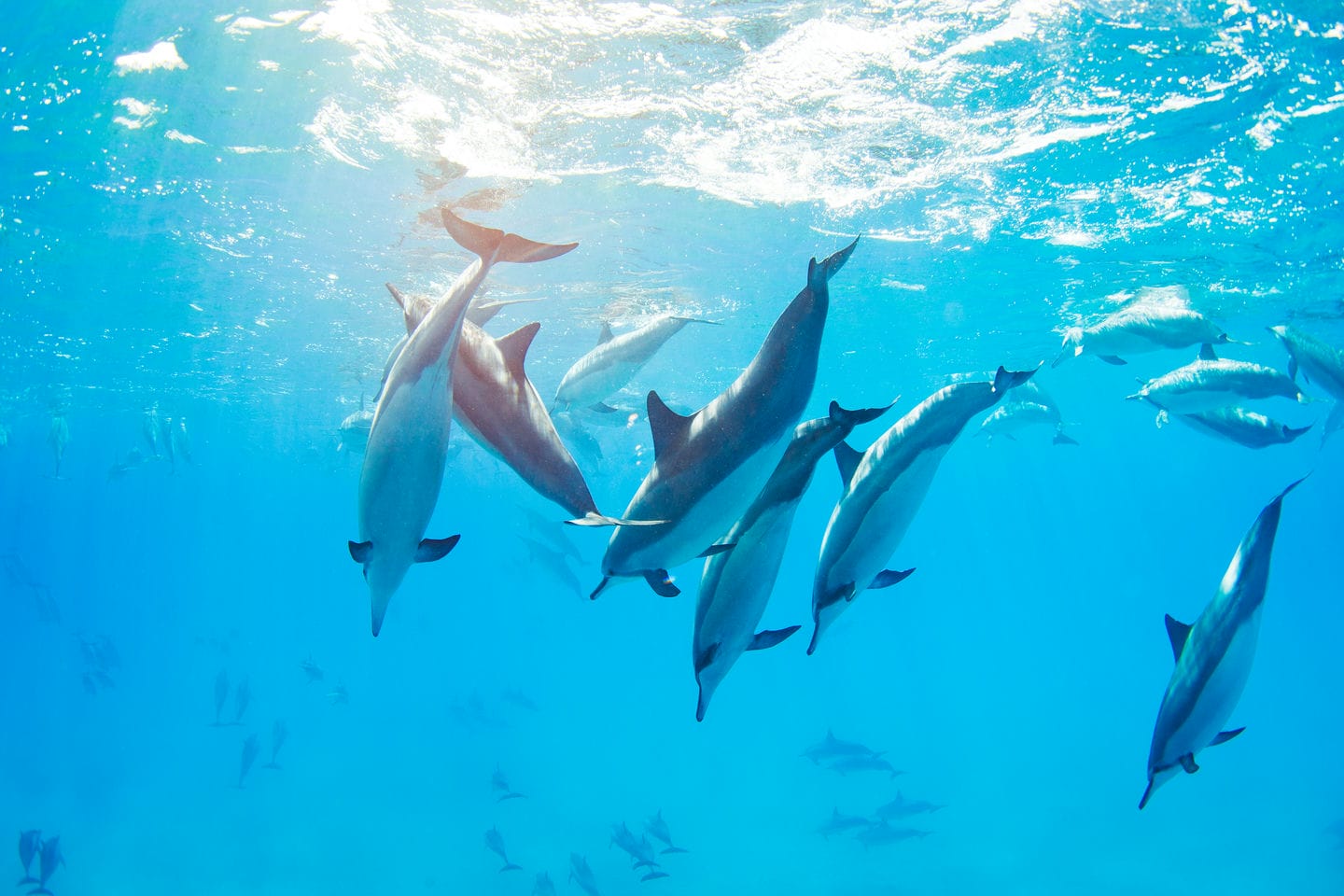 dolphins swimming underwater, tropical ocean