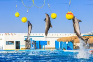 Sharm El Sheikh Dolphin Show