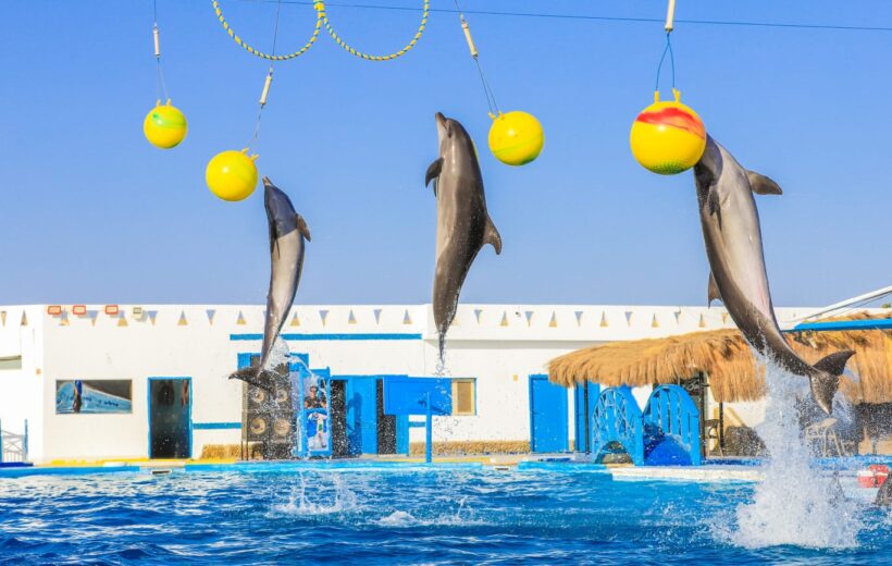 Sharm El Sheikh Dolphin Show
