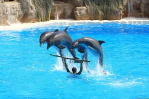 Swimming With Dolphins Excursion in Sharm el Sheikh