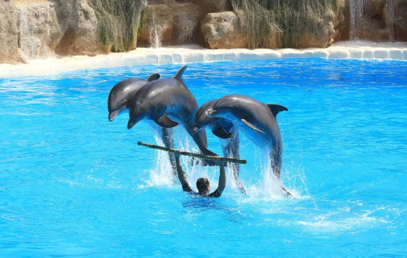 Swimming With Dolphins Excursion in Sharm el Sheikh